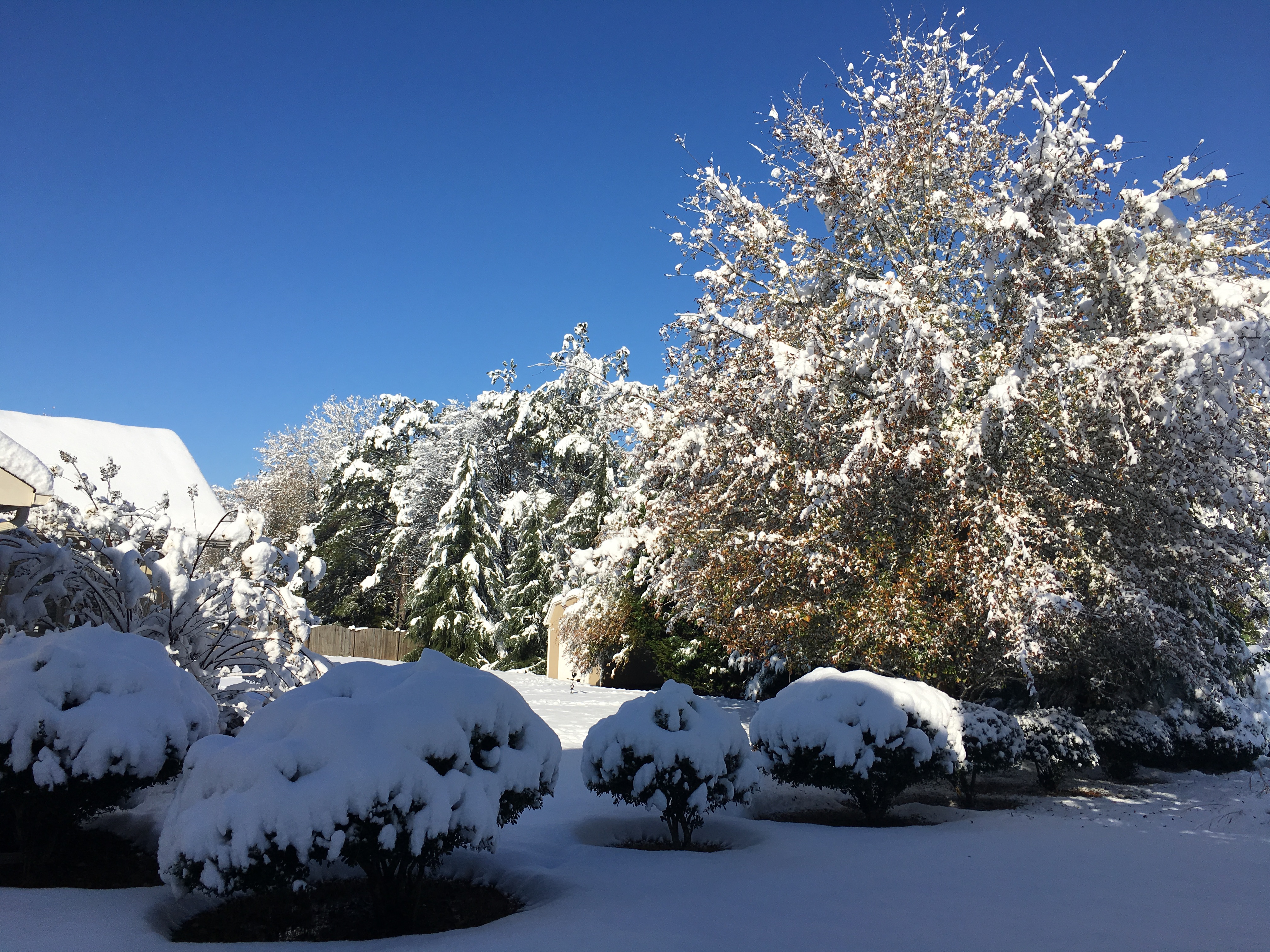 Snow in my backyard in Atlanta